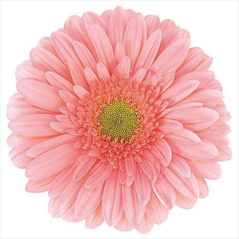 photo of flower to be used as: Pot Gerbera jamesonii Imany