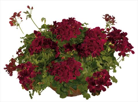 foto van een variëteit aan bloemen, te gebruiken als: Potplant, patioplant, korfplant Pelargonium peltatum Joker Burgundy