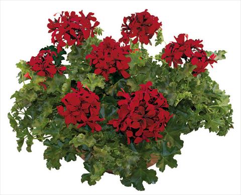 foto van een variëteit aan bloemen, te gebruiken als: Potplant, patioplant, korfplant Pelargonium peltatum Joker Dark Red