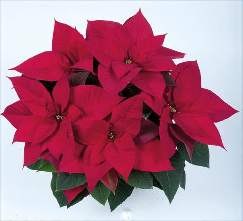 foto van een variëteit aan bloemen, te gebruiken als: Pot Poinsettia - Euphorbia pulcherrima RE-AL® Red