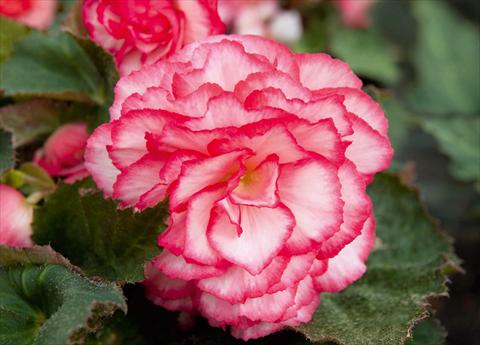 foto van een variëteit aan bloemen, te gebruiken als: Potplant, perkplant, patioplant, korfplant Begonia tuberhybrida NonStop® Rose Petticoat Improved