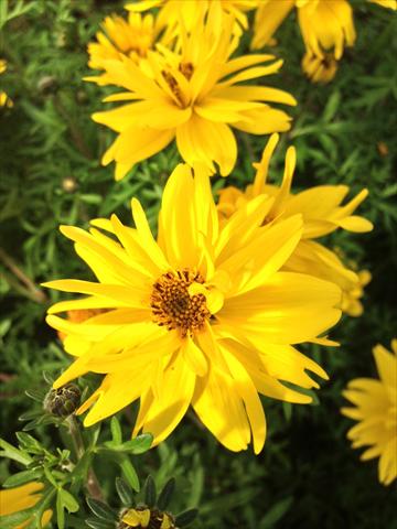 foto van een variëteit aan bloemen, te gebruiken als: Potplant, perkplant, patioplant, korfplant Bidens ferulifolia Bee Super Joy