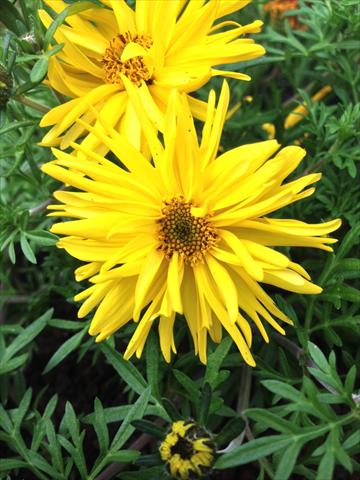 foto van een variëteit aan bloemen, te gebruiken als: Potplant, perkplant, patioplant, korfplant Bidens ferulifolia Bee Super Spider