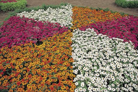 foto van een variëteit aan bloemen, te gebruiken als: Perkplant / Borders Zinnia interspecifica Profusion Miscuglio