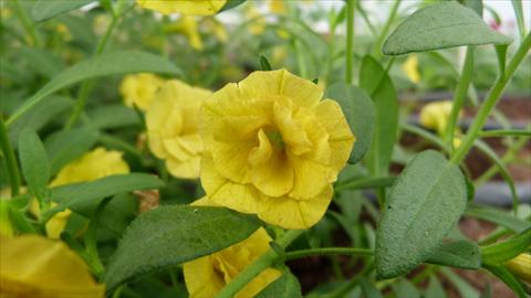 foto van een variëteit aan bloemen, te gebruiken als: Potplant, perkplant, patioplant, korfplant Calibrachoa Caloha Double Yellow