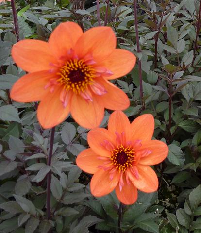 foto van een variëteit aan bloemen, te gebruiken als: Pot - en perkplant Dahlia Dream Seeker