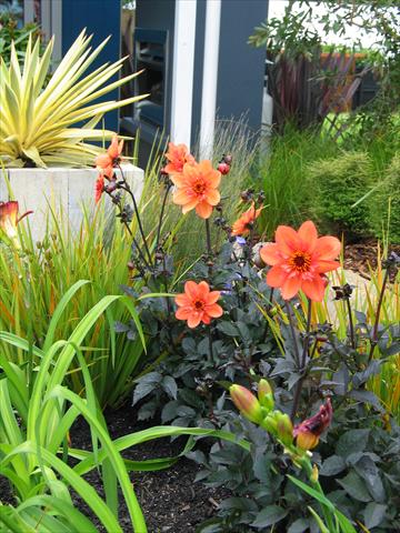 foto van een variëteit aan bloemen, te gebruiken als: Pot - en perkplant Dahlia Mystic Garden