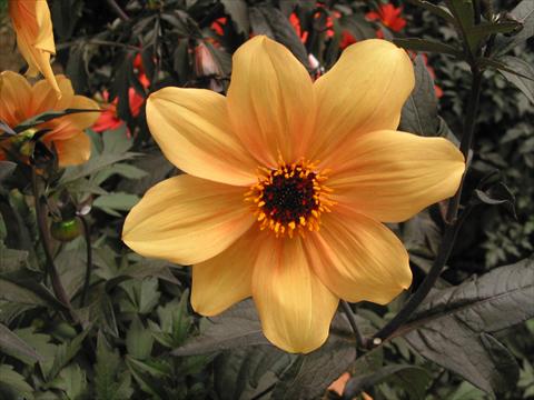foto van een variëteit aan bloemen, te gebruiken als: Pot - en perkplant Dahlia Mystic Spirit
