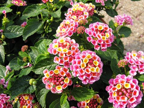 foto van een variëteit aan bloemen, te gebruiken als: Potplant, perkplant, patioplant Lantana camara Evita Pink
