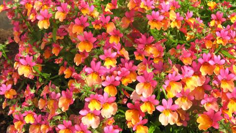 foto van een variëteit aan bloemen, te gebruiken als: Korf / Pot Nemesia Spicy Bicolor Orange Rose