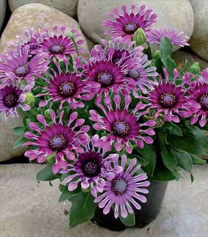 foto van een variëteit aan bloemen, te gebruiken als: Pot - en perkplant Osteospermum Astra Purple Spoon