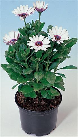 foto van een variëteit aan bloemen, te gebruiken als: Pot - en perkplant Osteospermum Astra White