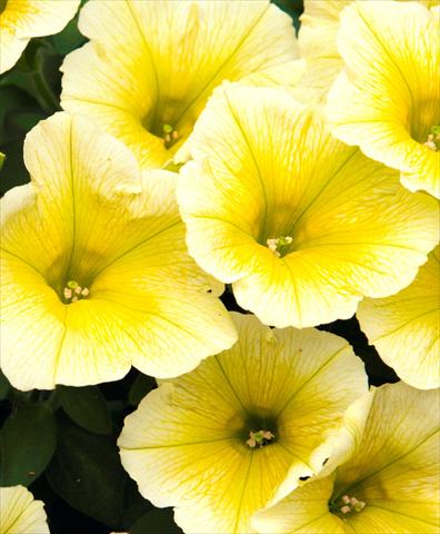 foto van een variëteit aan bloemen, te gebruiken als: Potplant, perkplant, patioplant, korfplant Petunia Bingo Sun