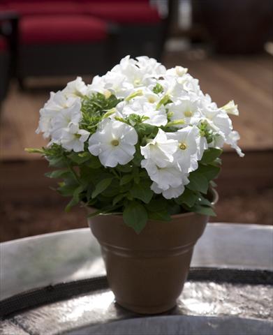 foto van een variëteit aan bloemen, te gebruiken als: Potplant, perkplant, patioplant, korfplant Petunia Bingo White