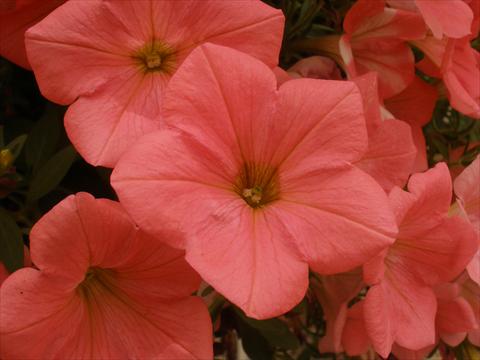 foto van een variëteit aan bloemen, te gebruiken als: Potplant, perkplant, patioplant, korfplant Petunia Happy® Coral