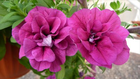 foto van een variëteit aan bloemen, te gebruiken als: Potplant, perkplant, patioplant, korfplant Petunia Happy® Double Purple