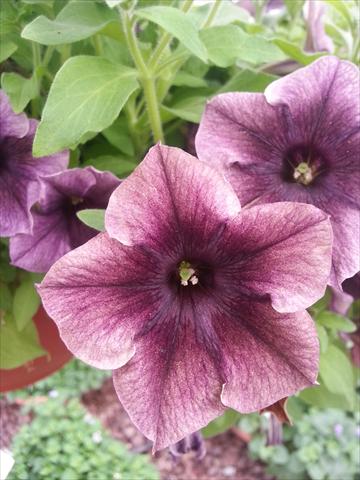 foto van een variëteit aan bloemen, te gebruiken als: Potplant, perkplant, patioplant, korfplant Petunia Happy Magic Dark Caramel Star