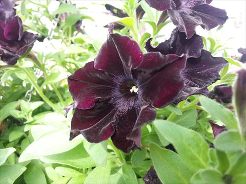 foto van een variëteit aan bloemen, te gebruiken als: Potplant, perkplant, patioplant, korfplant Petunia Happy Magic Black Star