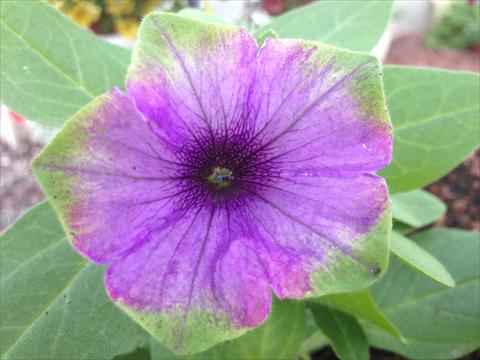 foto van een variëteit aan bloemen, te gebruiken als: Potplant, perkplant, patioplant, korfplant Petunia Happy Magic Blue with Green Edge