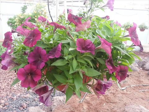 foto van een variëteit aan bloemen, te gebruiken als: Potplant, perkplant, patioplant, korfplant Petunia Happy Magic Bordeaux