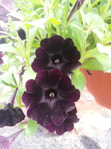 foto van een variëteit aan bloemen, te gebruiken als: Potplant, perkplant, patioplant, korfplant Petunia Happy Magic Charocal Black