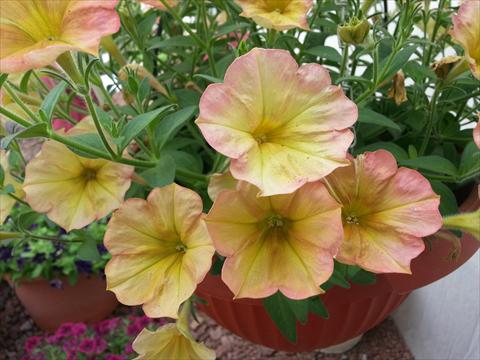 foto van een variëteit aan bloemen, te gebruiken als: Potplant, perkplant, patioplant, korfplant Petunia Happy Magic Cremissimo