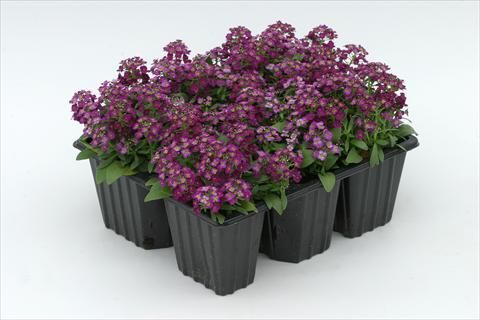 foto van een variëteit aan bloemen, te gebruiken als: Perkplant / Borders Alyssum maritimum Golf Violet