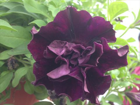 foto van een variëteit aan bloemen, te gebruiken als: Potplant, perkplant, patioplant, korfplant Petunia Happy Magic Double Dark Velvet