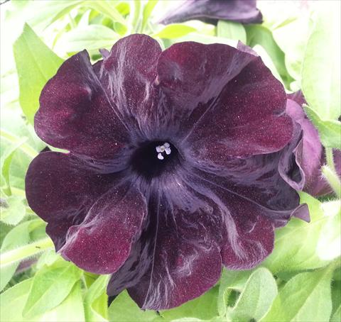foto van een variëteit aan bloemen, te gebruiken als: Potplant, perkplant, patioplant, korfplant Petunia Happy Magic Giant Black Bordeaux