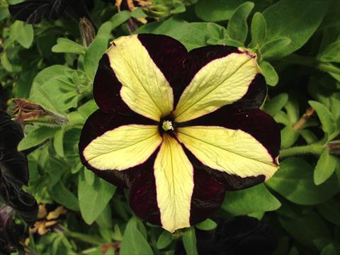 foto van een variëteit aan bloemen, te gebruiken als: Potplant, perkplant, patioplant, korfplant Petunia Happy Magic Giant Velvet