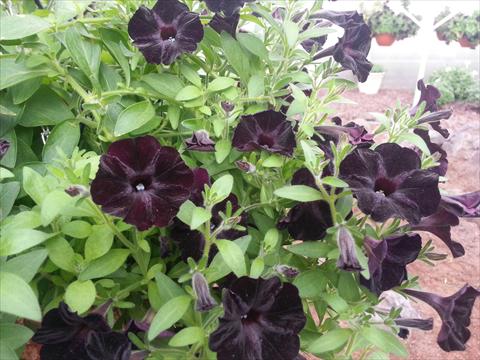 foto van een variëteit aan bloemen, te gebruiken als: Potplant, perkplant, patioplant, korfplant Petunia Happy Magic Mini Black