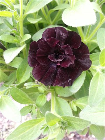 foto van een variëteit aan bloemen, te gebruiken als: Potplant, perkplant, patioplant, korfplant Petunia Happy Magic Mini Double Black