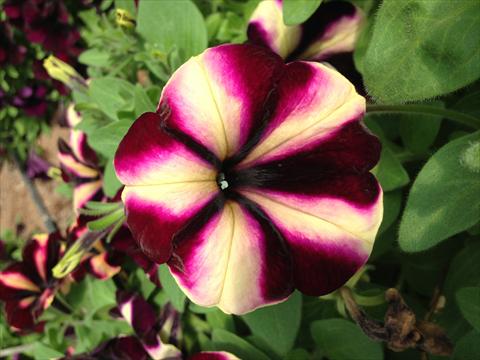foto van een variëteit aan bloemen, te gebruiken als: Potplant, perkplant, patioplant, korfplant Petunia Happy Magic Vanilla Raspberry Star