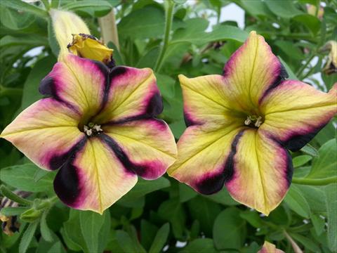 foto van een variëteit aan bloemen, te gebruiken als: Potplant, perkplant, patioplant, korfplant Petunia Happy Magic Yellow Raspberry Star