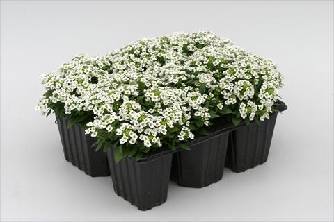 foto van een variëteit aan bloemen, te gebruiken als: Perkplant / Borders Alyssum maritimum Golf White