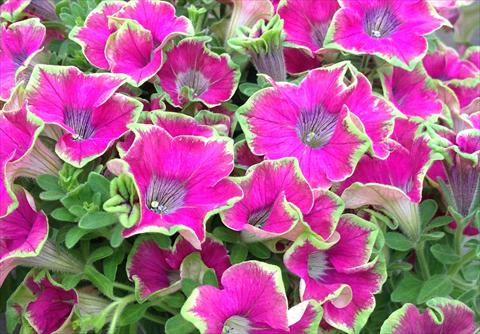 foto van een variëteit aan bloemen, te gebruiken als: Potplant, perkplant, patioplant, korfplant Petunia Kermit Purple