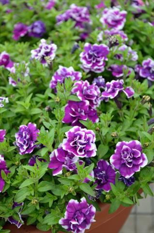 foto van een variëteit aan bloemen, te gebruiken als: Potplant, perkplant, patioplant, korfplant Petunia Mini Me Double Purple Picotee