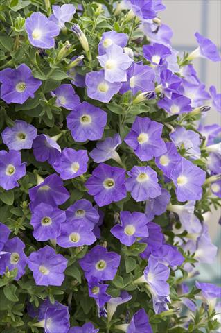 foto van een variëteit aan bloemen, te gebruiken als: Potplant, perkplant, patioplant, korfplant Petunia Surfinia® Azure