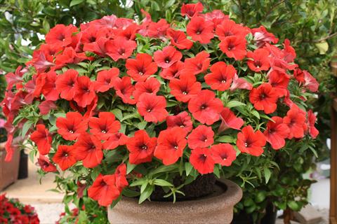 foto van een variëteit aan bloemen, te gebruiken als: Potplant, perkplant, patioplant, korfplant Petunia Surfinia® Baby Deep Red