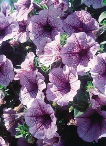 foto van een variëteit aan bloemen, te gebruiken als: Potplant, perkplant, patioplant, korfplant Petunia Surfinia® Blue Veined
