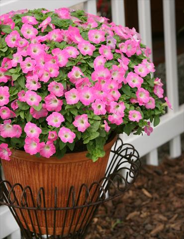 foto van een variëteit aan bloemen, te gebruiken als: Potplant, perkplant, patioplant, korfplant Petunia Surfinia® Bouquet Pink Morn