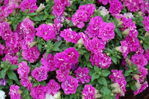 foto van een variëteit aan bloemen, te gebruiken als: Potplant, perkplant, patioplant, korfplant Petunia Surfinia® Double Purple
