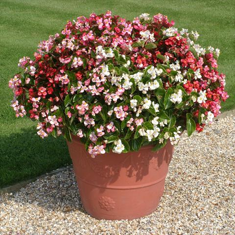 foto van een variëteit aan bloemen, te gebruiken als: Perkplant / Borders Begonia semperflorens Stara miscuglio