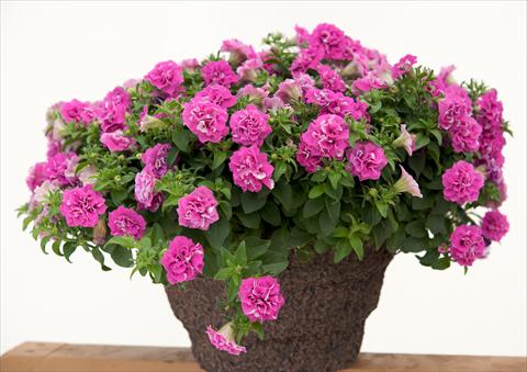 foto van een variëteit aan bloemen, te gebruiken als: Potplant, perkplant, patioplant, korfplant Petunia Surfinia® Double Rose