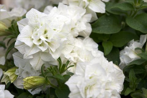 foto van een variëteit aan bloemen, te gebruiken als: Potplant, perkplant, patioplant, korfplant Petunia Surfinia® Double White