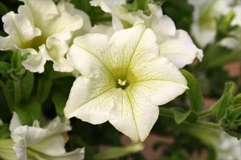 foto van een variëteit aan bloemen, te gebruiken als: Potplant, perkplant, patioplant, korfplant Petunia Surfinia® Lime