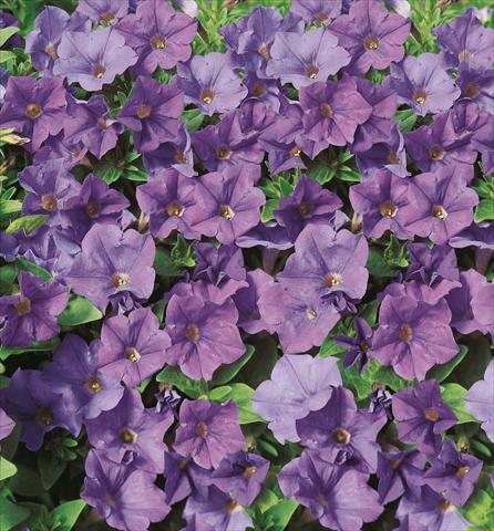 foto van een variëteit aan bloemen, te gebruiken als: Potplant, perkplant, patioplant, korfplant Petunia Surfinia® Patio Blue