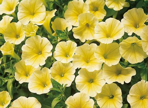 foto van een variëteit aan bloemen, te gebruiken als: Potplant, perkplant, patioplant, korfplant Petunia Surfinia® Victorian Yellow
