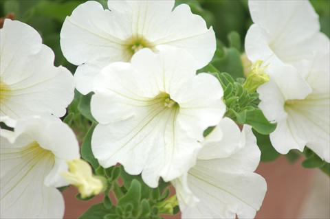 foto van een variëteit aan bloemen, te gebruiken als: Potplant, perkplant, patioplant, korfplant Petunia Surfinia® White Imp