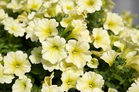 foto van een variëteit aan bloemen, te gebruiken als: Potplant, perkplant, patioplant, korfplant Petunia Surfinia® Yellow